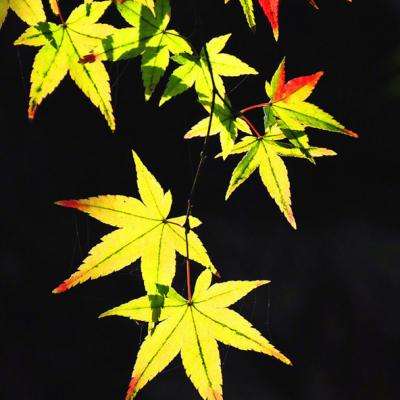 一刀诛天手游
